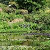 Glenwhan Lily Pond 2  Limited Print of 5 Mount Size A4 20x16 16x12