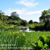 Glenwhan Swamp Garden  Limited Print of 5 Mount Size A4 20x16 16x12