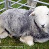 Herdy Resting   Limited Print of 5 Mount Sizes 20x16 16x12 A4