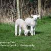 My sister's ignoring ewe   Limited Print of 5 Mount Sizes 20x16 16x12 A4