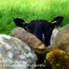 Peek a Ewe Too Limited Print of 5 Mount Sizes 20x16 16x12 A4