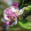 Apple Blossom 1   Limited Print of 5  Mount Sizes 20x16 16x12 A4