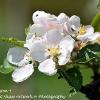 Apple Blossom 3  Limited Print of 5  Mount Sizes 20x16 16x12 A4