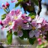 Apple Blossom 4  Limited Print of 5  Mount Sizes 20x16 16x12 A4