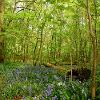 Bluebell Floor  Limited Print of 5  Mount Sizes 20x16 16x12 A4