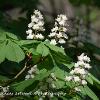 Horse Chestnut  Limited Print of 5  Mount Sizes 20x16 16x12 A4