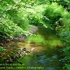 Shady Stream Acorn Bank   Limited print of 5  Mount Sizes 10x8 12x10 16x12 20x16