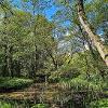 Spring Pond   Limited Print of 5  Mount Sizes 20x16 16x12