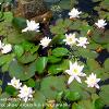 Water Lilies Acorn Bank   Limited Print of 5  Mount Sizes A4 16x12 20x16