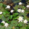 Water Lilies Acorn Bank	Limited Print of 5  Mount Sizes 16x12 20x16