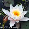 Waterlily at Acorn Bank  Limited print of 5  Mount Sizes 10x8 12x10 16x12 20x16