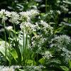 Wild Garlic  Limited Print of 5  Mount Sizes 20x16 16x12 A4