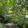Wild Garlic Floor   Limited Print of 5  Mount Sizes 20x16 16x12