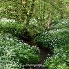 Wild Garlic Floor  Limited Print of 5  Mount Sizes 20x16 16x12 A4