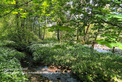 Wild Garlic Floor