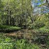 Woodland Pond   Limited Print of 5  Mount Size 20 x 12