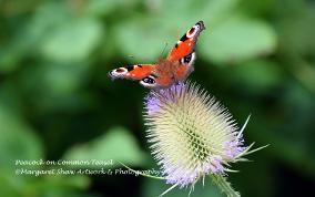 butterfly