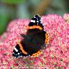 Red Admiral 2  Limited Print of 5  Mount Sizes A4 16x12 20x16