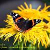 Red Admiral 3  Limited Print of 5  Mount Sizes A4 16x12 20x16