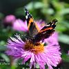 Red Admiral 5  Limited Print of 5  Mount Sizes A4 16x12 20x16