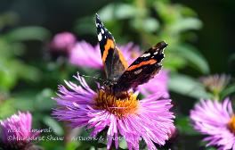 red admiral