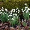 Snowdrops in Moss   Limited Print of 5  Mount Sizes 20x16 16x12 A4