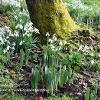 Tree Base Snowdrops  Limited Print of 5  Mount Sizes 20x16 16x12 A4