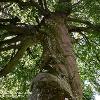 Under the Canopy of the Copper Beech - Acorn Bank  Limited Print of 5 Mount Sizes A4 16x12 20x16