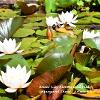 Water Lily Blooms and Bud   Limited Print of 5  Mount Sizes A4 16x12 20x16