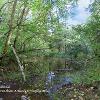 Wet Woodland	Limited Print of 5  Mount Sizes 20x16 16x12
