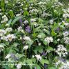 Wild Garlic and Bluebells   Limited Print of 5  Mount Sizes 20x16 16x12