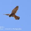 Beadnell Kestrel 1  Limited Print of 5 Mount Size A4  16x12