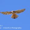 Beadnell Kestrel 3  Limited Print of 5 Mount Size A4  16x12
