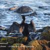 Drying Cormorant  Limited Print of 5 Mount Size A4  16x12  20x16