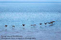 geese flying