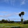 Drummore Palms 3  Limited Print of 5 Mount Sizes 20x16 16x12 A4