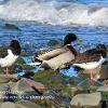 Oyster Catchers plus One   Limited Print of 5 Mount Sizes 20x16 16x12 A4
