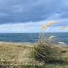 Pampas in the Wind  Limited Print of 5 Mount Sizes 20x16 16x12 A4