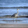 Sandend Heron  Limited Print of 5 Mount Sizes 20x16 16x12 A4