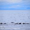 Seals on Sandbank  Limited Print of 5 Mount Sizes 20x16 16x12 A4