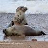 Port Gordon Pups Playing   Limited Print of 5 Mount Sizes 20x16 16x12 A4