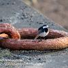 Wagtail on Harbour Ring Limited Print of 5 Mount Sizes 20x16 16x12 A4