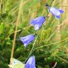 4 Harebells and a Butterfly   Limited Print of 5 16x12 20x16