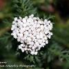 Achillea Virescens  Limited Print of 5  Mount Sizes A4 16x12 20x16