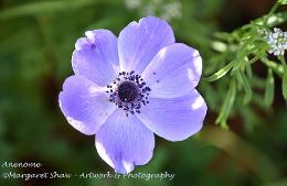 anenome