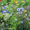 Autumn Wildflowers	Limited Print of 5 20 x 16  16 x 12