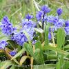 Beadnell Bluebells  Limited Print of 5 Mount Sizes  A4 16x12 20x16