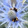 Bees on Sea Holly  Limited Print of 5 A4 16x12 20x16