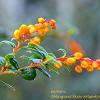 Berberis  Limited Print of 5  Mount Sizes A4 16x12 20x16