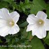 Bindweed  Limited Print of 5  Mount Sizes A4 16x12 20x16